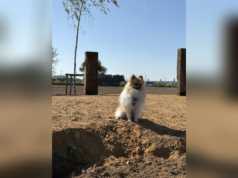 Pomeranian deckrüde