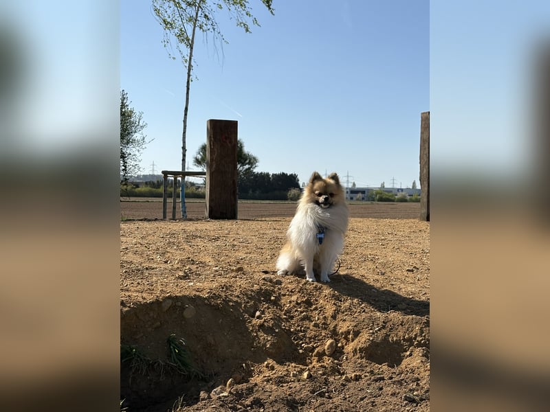 Pomeranian deckrüde