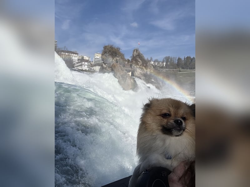 Pomeranian deckrüde