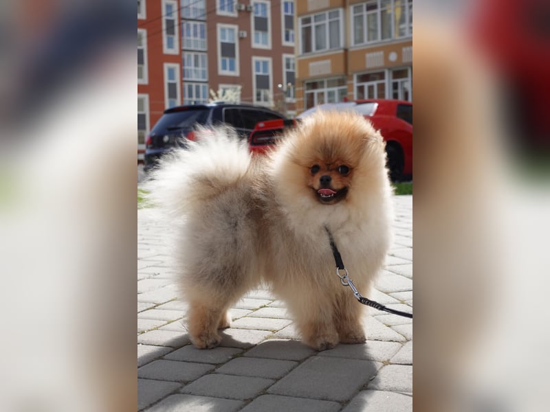 Wunderschöner Pomeranian-Rüde sucht liebevolles Zuhause