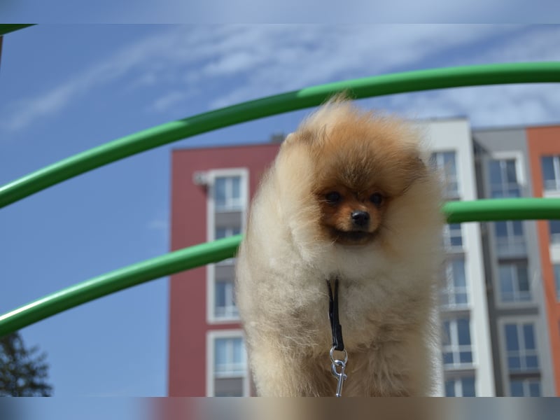 Wunderschöner Pomeranian-Rüde sucht liebevolles Zuhause