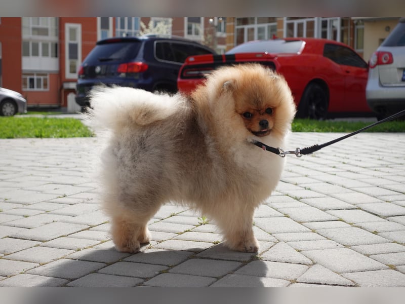 Wunderschöner Pomeranian-Rüde sucht liebevolles Zuhause