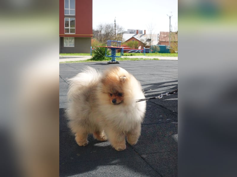 Wunderschöner Pomeranian-Rüde sucht liebevolles Zuhause