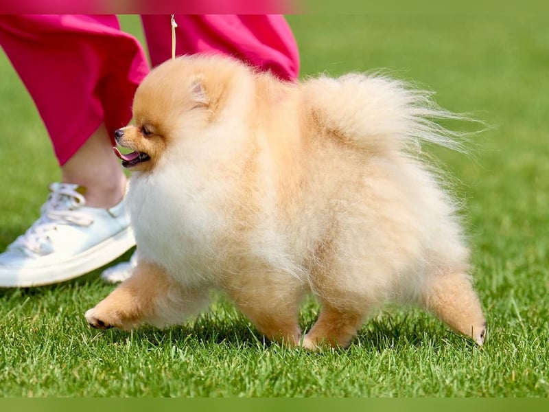Exklusiver Pomeranian-Rüde – Showqualität, FCI