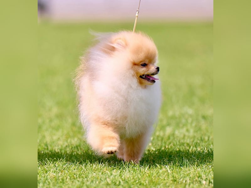 Exklusiver Pomeranian-Rüde – Showqualität, FCI