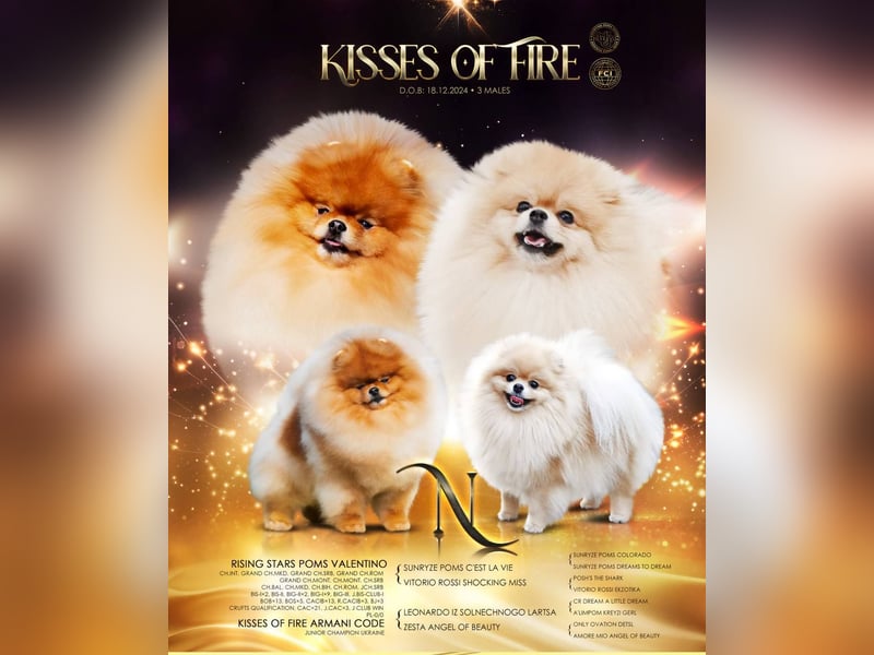 Exklusiver Pomeranian-Rüde – Showqualität, FCI