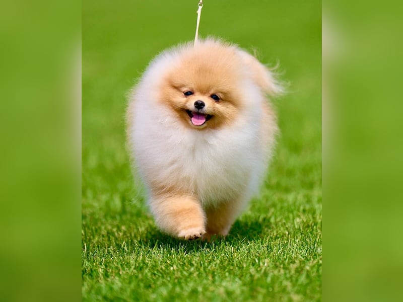 Exklusiver Pomeranian-Rüde – Showqualität, FCI