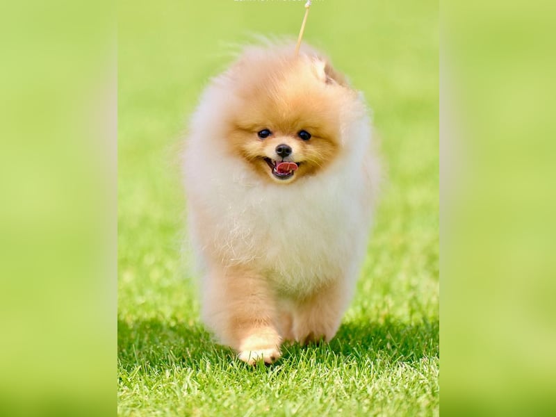 Exklusiver Pomeranian-Rüde – Showqualität, FCI