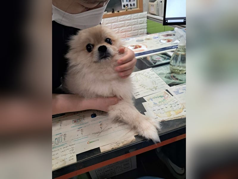 Rudy ein kleiner Kämpfer,sucht seine Menschen