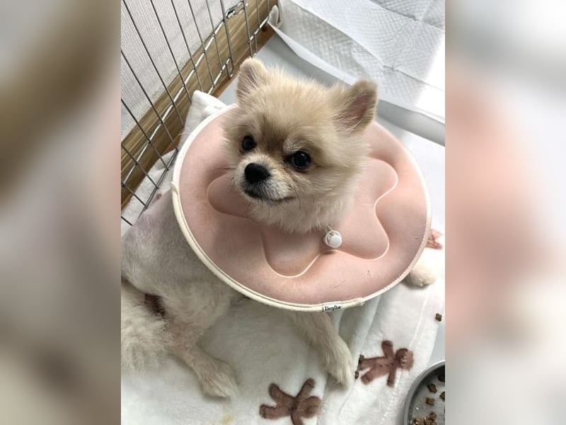 Rudy ein kleiner Kämpfer,sucht seine Menschen