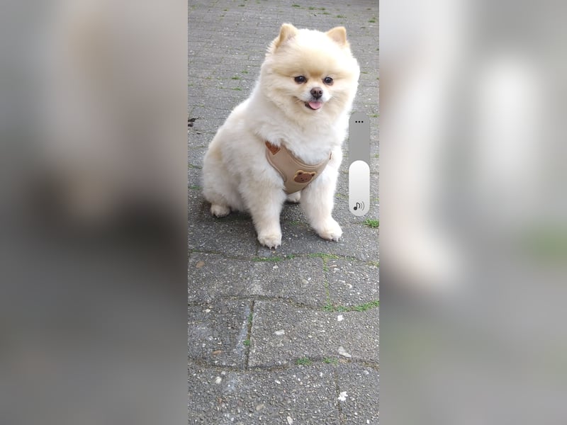 Pomeranian Deckrüde