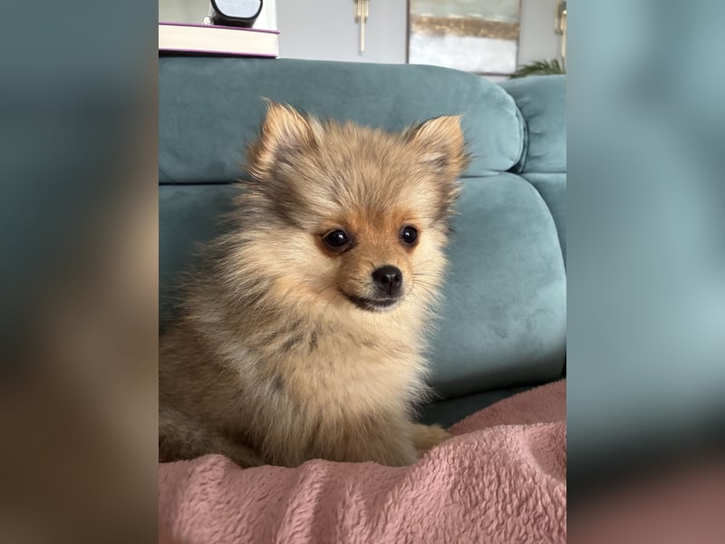 Welpe, Pomeranian wartet auf sein Herchen