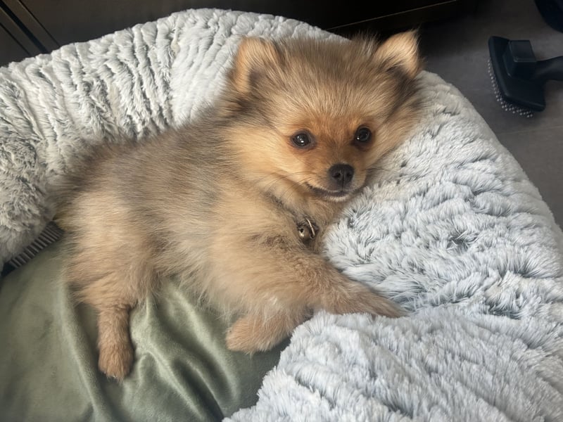Pomeranian sucht neues zu Hause / Welpe