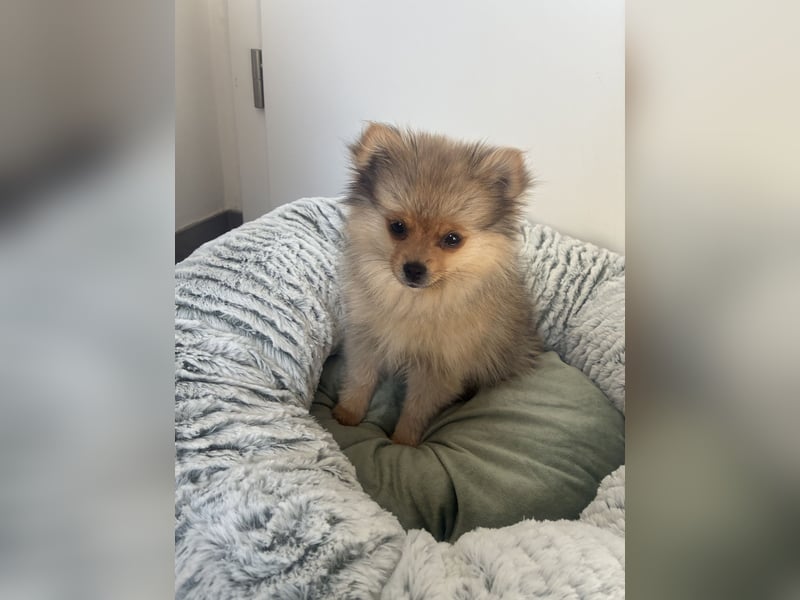 Pomeranian sucht neues zu Hause / Welpe