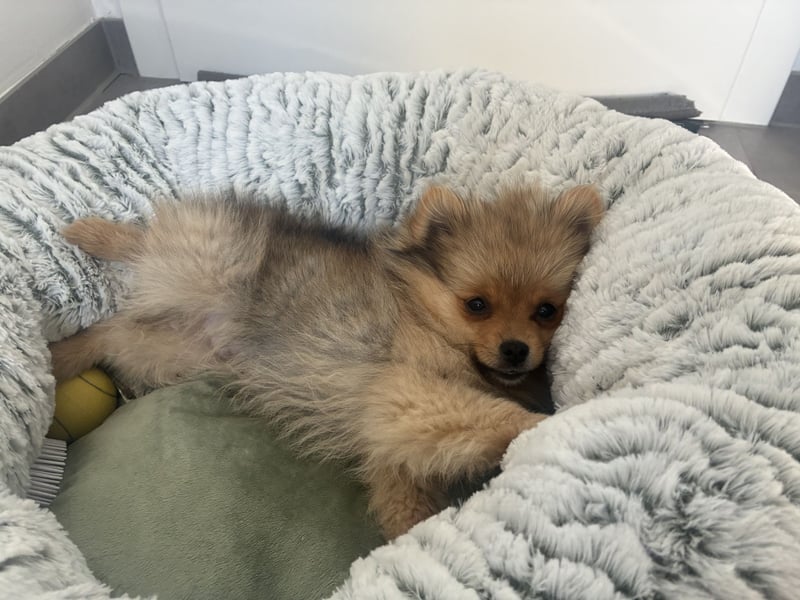 Pomeranian sucht neues zu Hause / Welpe