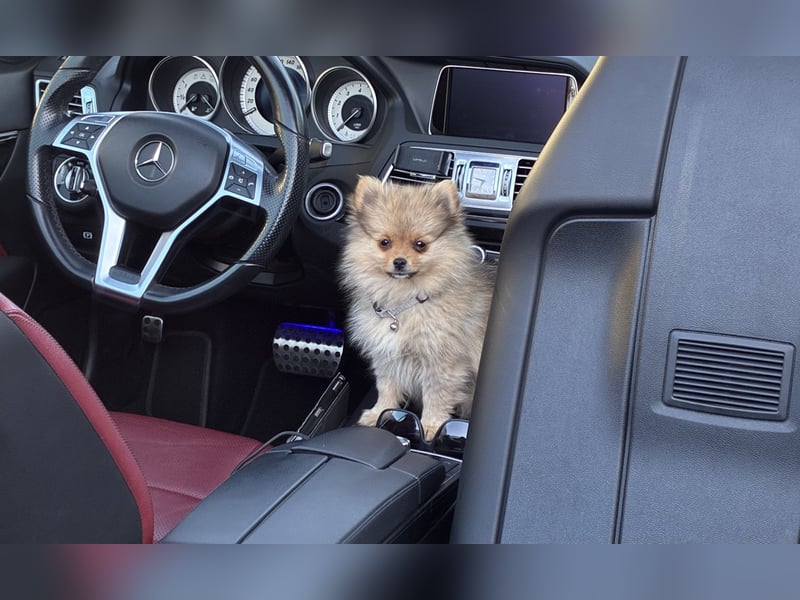 Pomeranian sucht neues zu Hause / Welpe