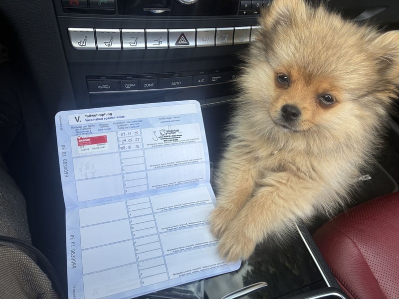 Pomeranian sucht neues zu Hause / Welpe