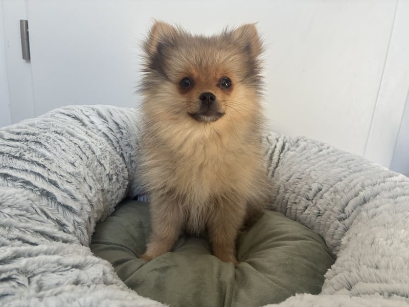 Pomeranian sucht neues zu Hause / Welpe
