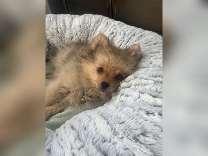Pomeranian sucht neues zu Hause / Welpe