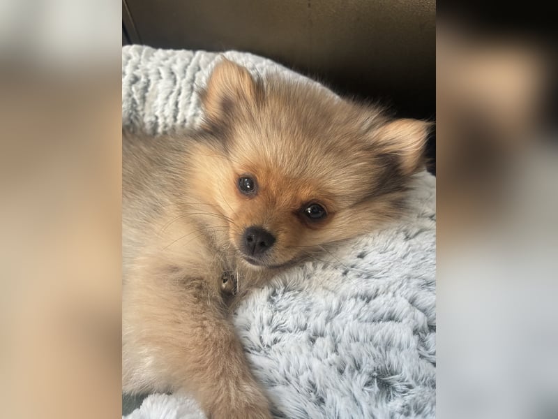 Pomeranian sucht neues zu Hause / Welpe