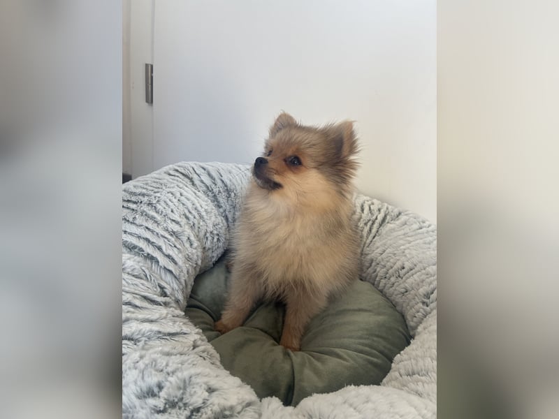 Pomeranian sucht neues zu Hause / Welpe