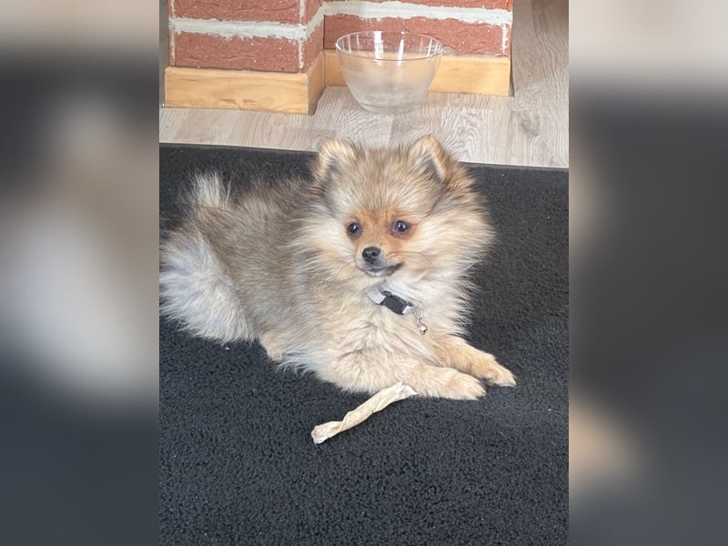 Pomeranian sucht neues zu Hause / Welpe