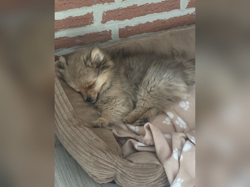 Welpe, Pomeranian wartet auf sein Herchen