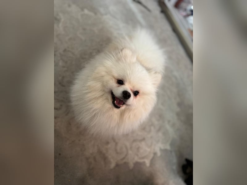 Reinrassiger Zwergspitz (Pomeranian) – Mehrgenerationale Champions weltweit