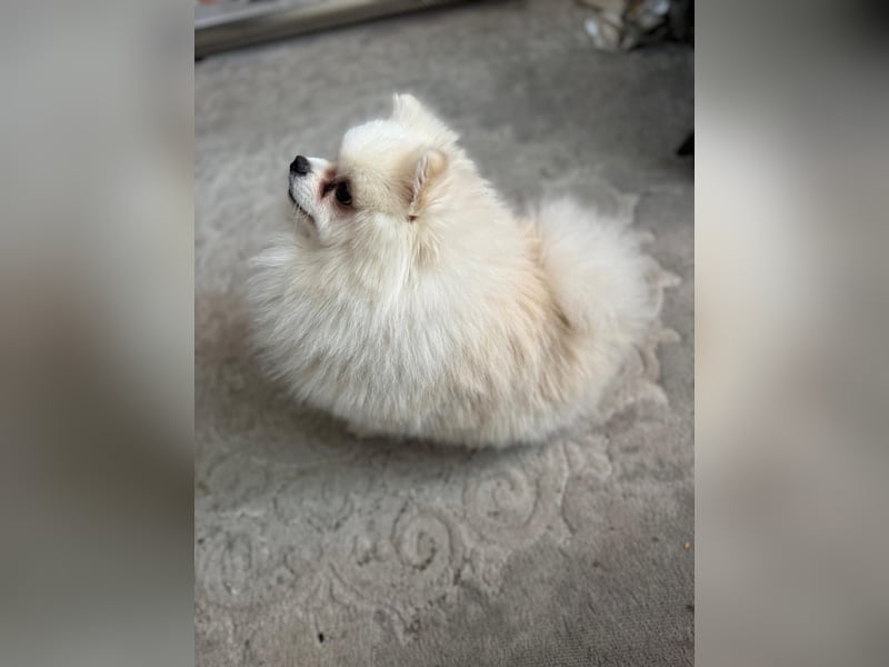 Reinrassiger Zwergspitz (Pomeranian) – Mehrgenerationale Champions weltweit