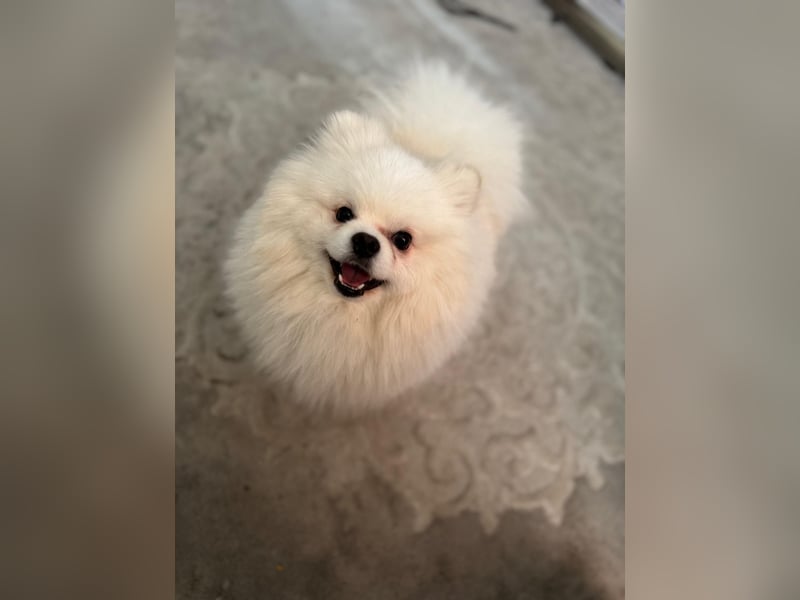 Reinrassiger Zwergspitz (Pomeranian) – Mehrgenerationale Champions weltweit