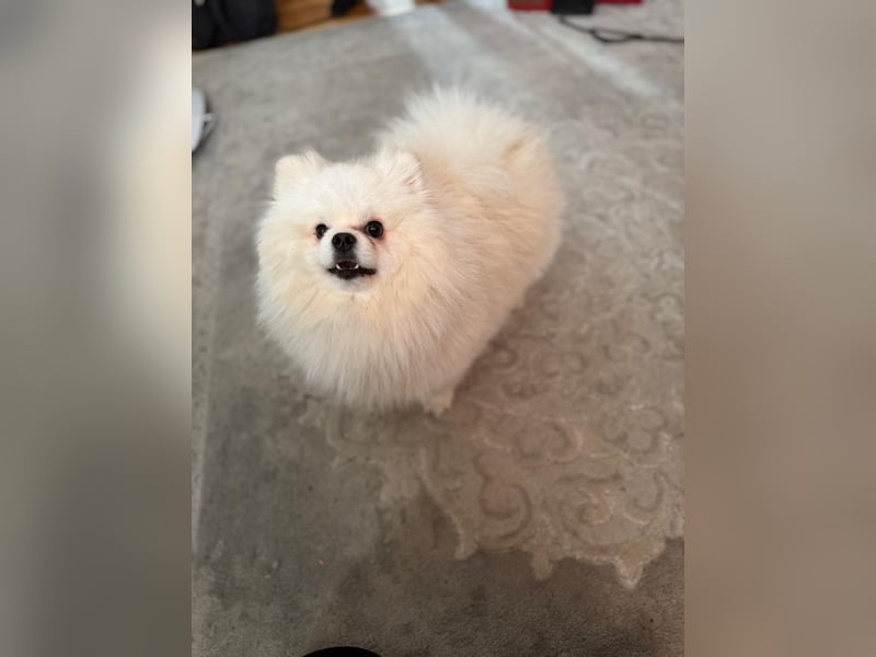 Reinrassiger Zwergspitz (Pomeranian) – Mehrgenerationale Champions weltweit