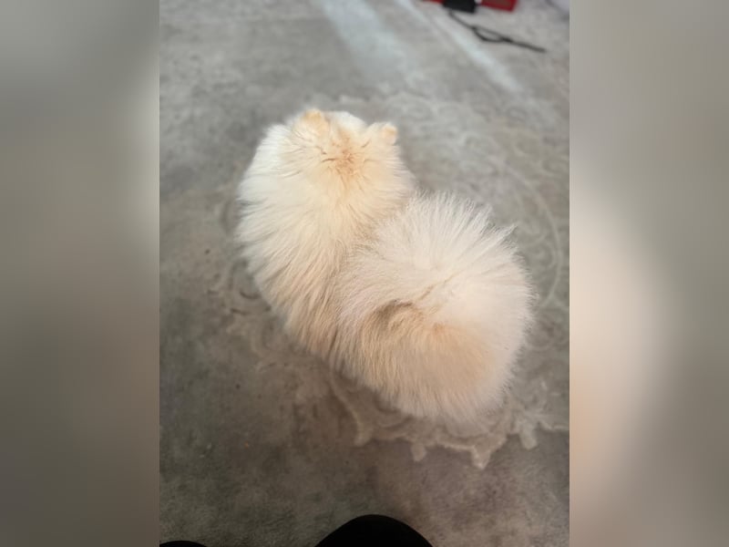 Reinrassiger Zwergspitz (Pomeranian) – Mehrgenerationale Champions weltweit
