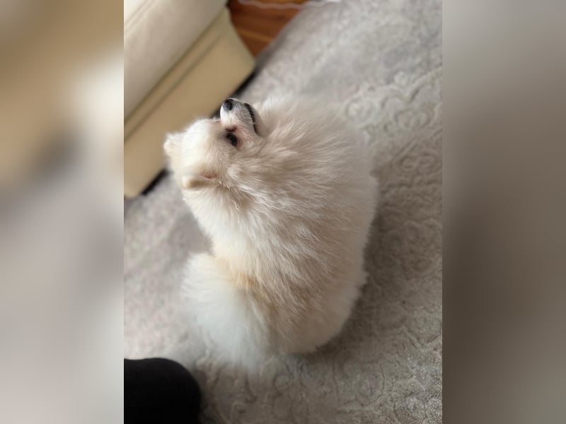 Reinrassiger Zwergspitz (Pomeranian) – Mehrgenerationale Champions weltweit