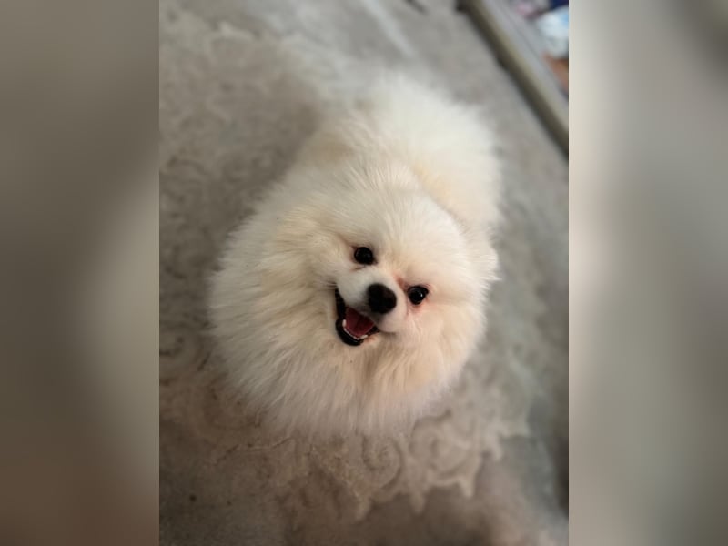 Reinrassiger Zwergspitz (Pomeranian) – Mehrgenerationale Champions weltweit