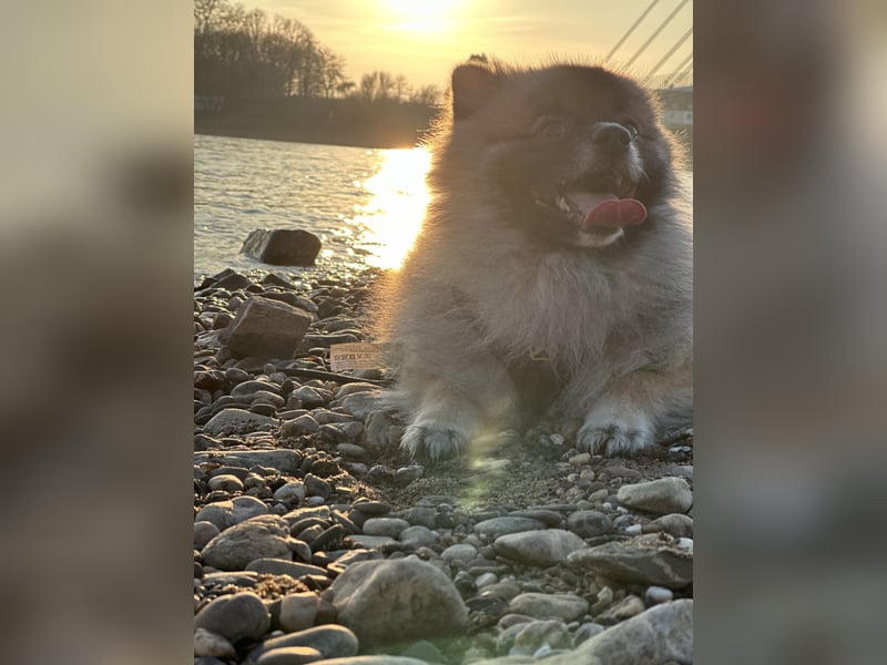 Pomerania