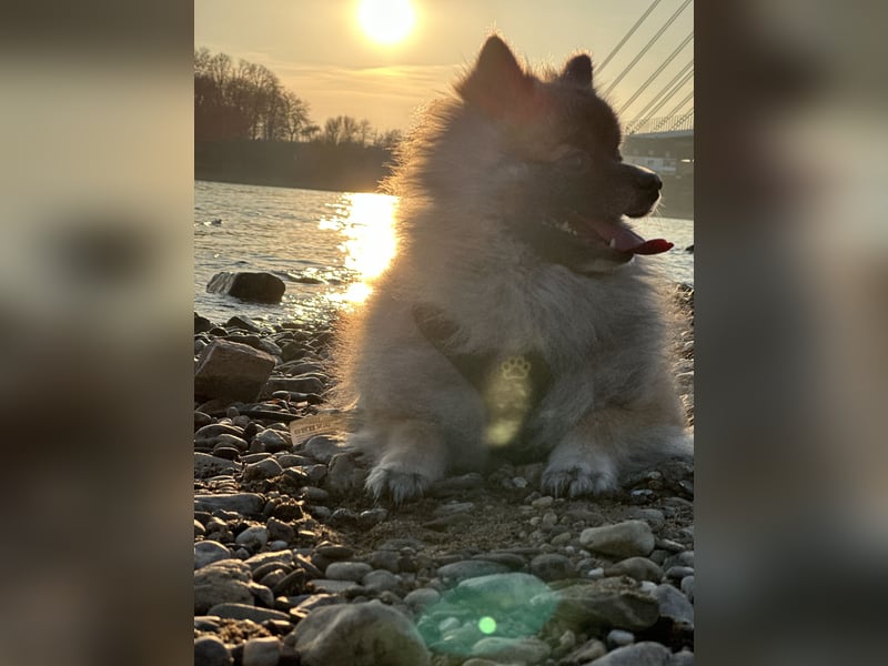 Pomerania