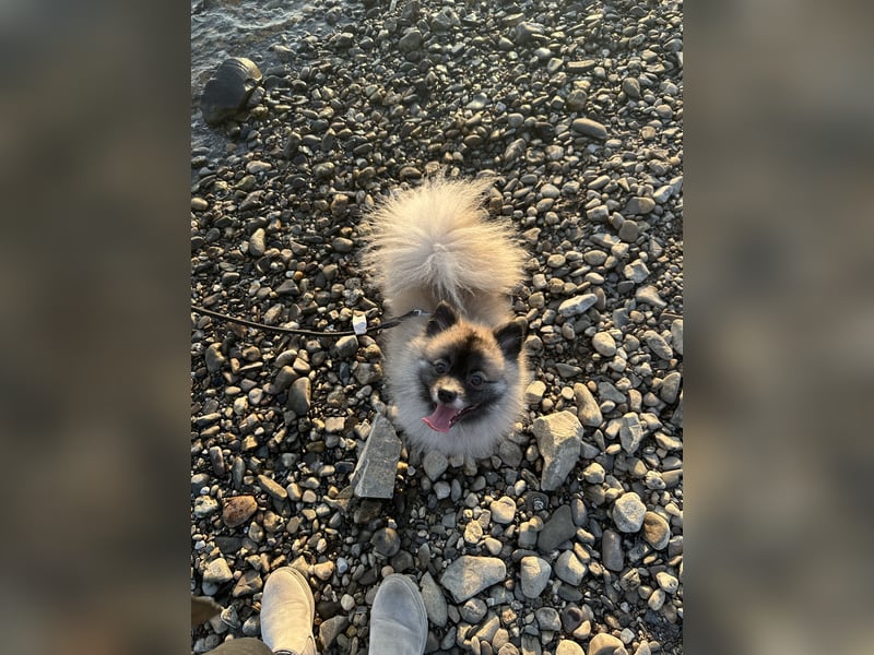Pomerania