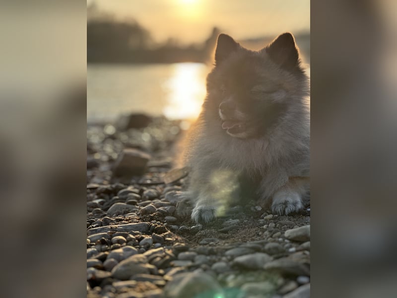 Pomerania
