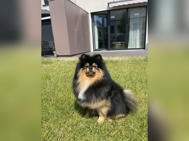 Deckrüde Zwergspitz mit Papieren 3 Jahre, Merle-Tricolor, freundlich