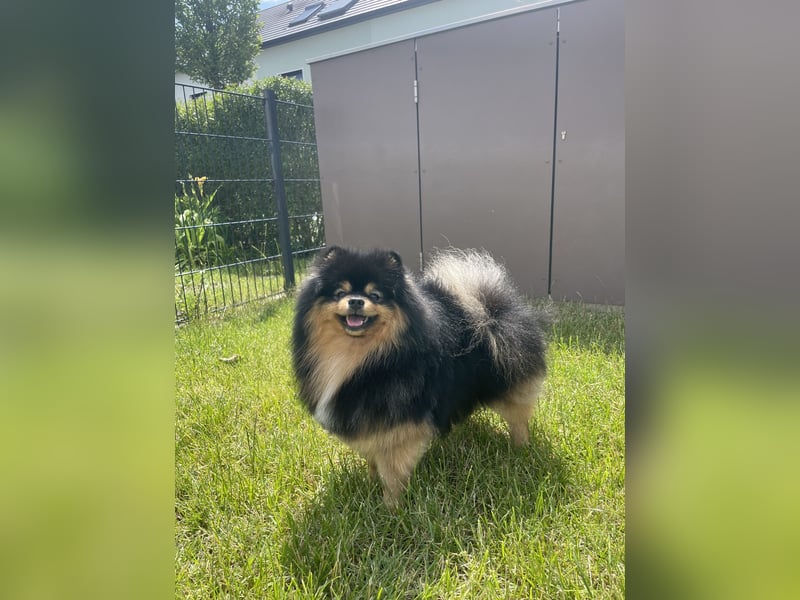 Deckrüde Zwergspitz mit Papieren 3 Jahre, Merle-Tricolor, freundlich