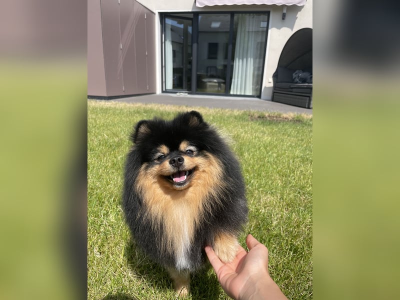 Deckrüde Zwergspitz mit Papieren 3 Jahre, Merle-Tricolor, freundlich