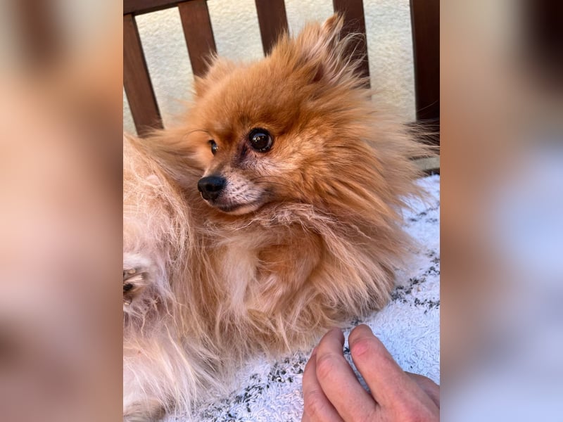 Mogyoro SR- kleiner Pomeranian mit großem Nachholbedarf sucht geduldige Menschen