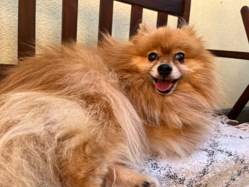 Mogyoro SR- kleiner Pomeranian mit großem Nachholbedarf sucht geduldige Menschen