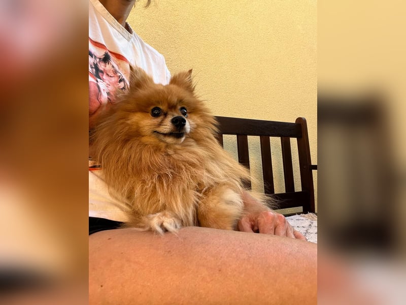 Mogyoro SR- kleiner Pomeranian mit großem Nachholbedarf sucht geduldige Menschen