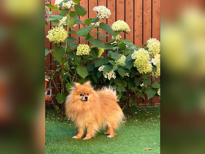 Mogyoro SR- kleiner Pomeranian mit großem Nachholbedarf sucht geduldige Menschen
