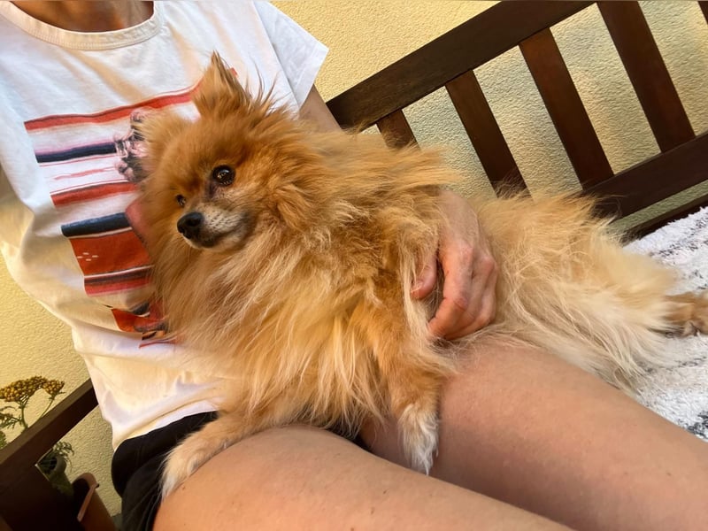 Mogyoro SR- kleiner Pomeranian mit großem Nachholbedarf sucht geduldige Menschen