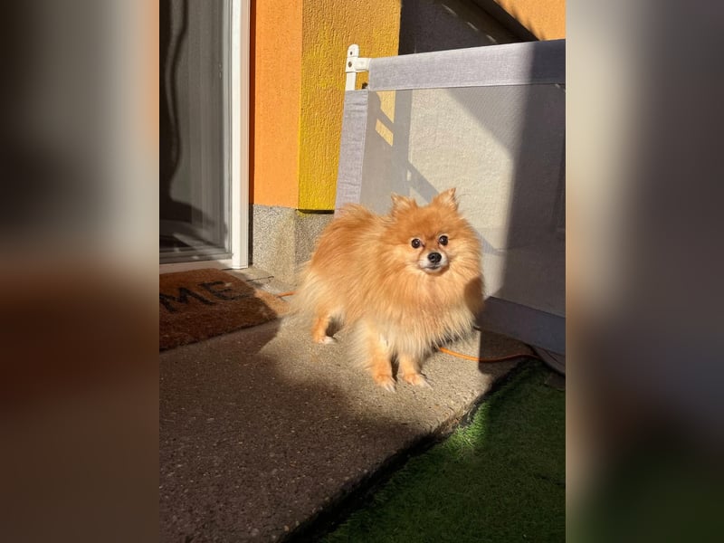 Mogyoro SR- kleiner Pomeranian mit großem Nachholbedarf sucht geduldige Menschen