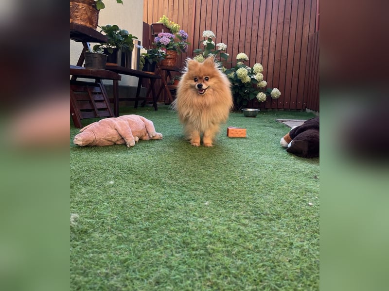 Mogyoro SR- kleiner Pomeranian mit großem Nachholbedarf sucht geduldige Menschen