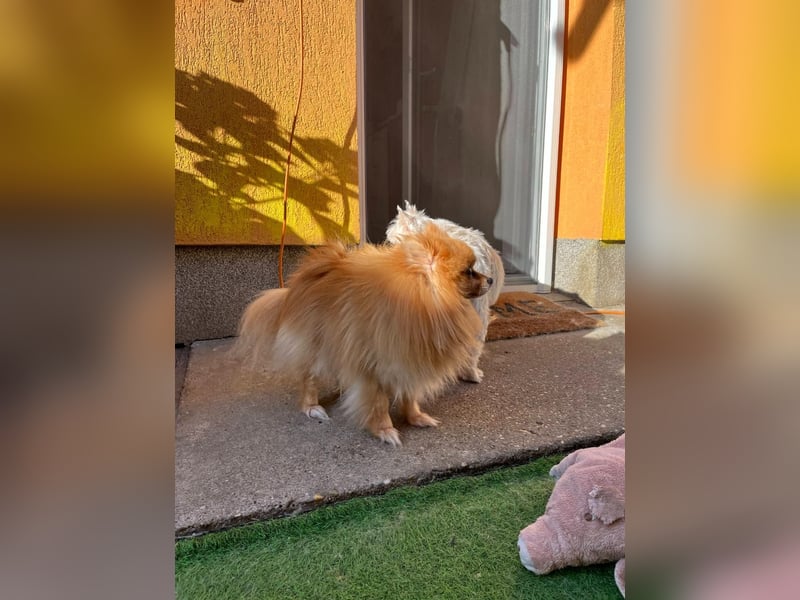 Mogyoro SR- kleiner Pomeranian mit großem Nachholbedarf sucht geduldige Menschen