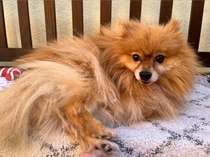 Mogyoro SR- kleiner Pomeranian mit großem Nachholbedarf sucht geduldige Menschen